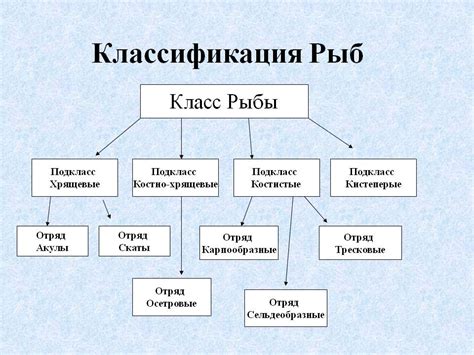 Виды классификации и их применение