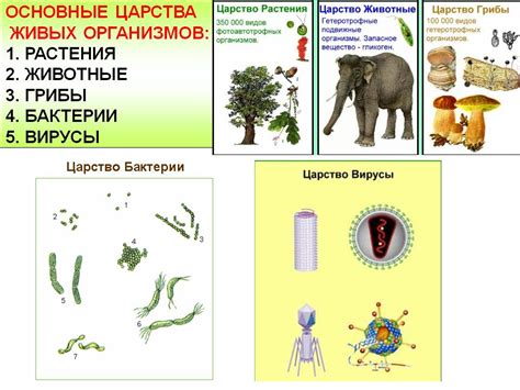 Влияние капиллярных явлений на живые организмы