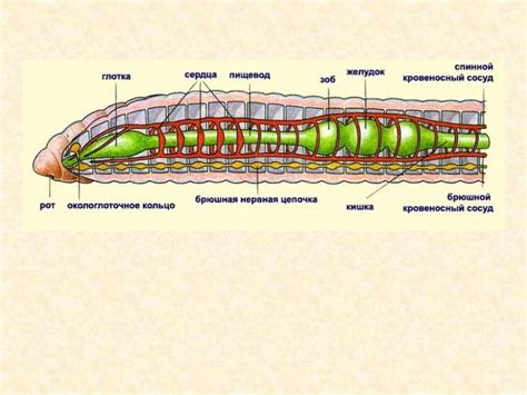Основные характеристики пояска у кольчатых червей