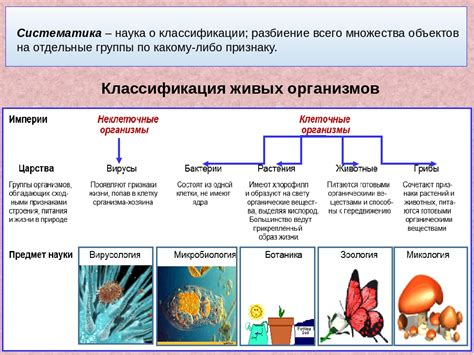 Примеры классификации живых организмов