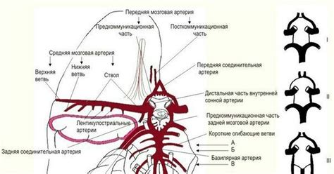 Причины развития Виллизиева круга