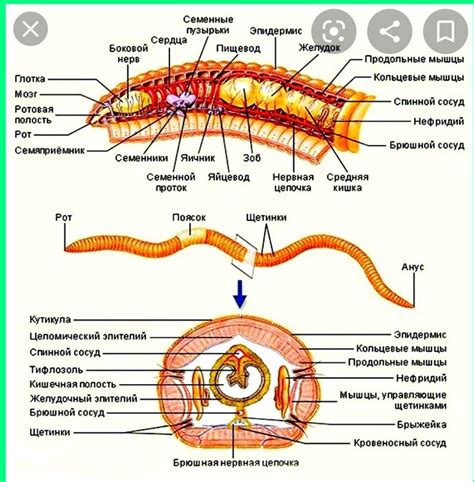 Различные типы пояска у кольчатых червей