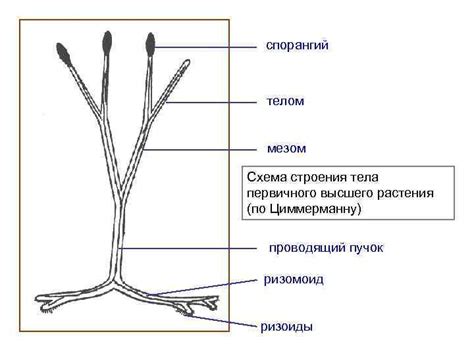 Риниофиты: строение и функции