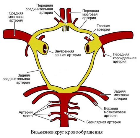 Симптомы недостаточного развития Виллизиева круга